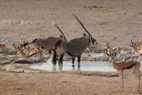 Etosha Nationalpark (18) &ndash; &copy; Susanne Schirmann (Eberhardt TRAVEL)
