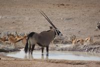 Etosha Nationalpark (17) &ndash; &copy; Susanne Schirmann (Eberhardt TRAVEL)