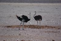 Etosha Nationalpark (14) &ndash; &copy; Susanne Schirmann (Eberhardt TRAVEL)