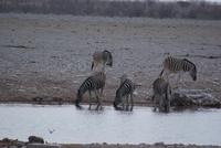 Etosha Nationalpark (12) &ndash; &copy; Susanne Schirmann (Eberhardt TRAVEL)