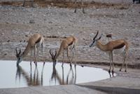 Etosha Nationalpark (10) &ndash; &copy; Susanne Schirmann (Eberhardt TRAVEL)