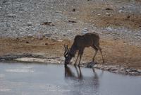 Etosha Nationalpark (6) &ndash; &copy; Susanne Schirmann (Eberhardt TRAVEL)