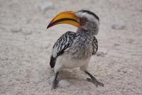auch fliegende Banane genannt &ndash; &copy; Susanne Schirmann (Eberhardt TRAVEL)