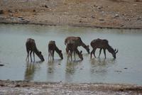 Etosha Nationalpark (5) &ndash; &copy; Susanne Schirmann (Eberhardt TRAVEL)