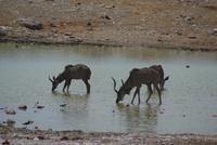 Etosha Nationalpark (4) &ndash; &copy; Susanne Schirmann (Eberhardt TRAVEL)