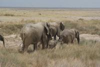 Etosha Nationalpark &ndash; &copy; Susanne Schirmann (Eberhardt TRAVEL)