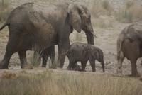 Etosha Nationalpark (23) &ndash; &copy; Susanne Schirmann (Eberhardt TRAVEL)