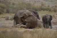 Etosha Nationalpark (25) &ndash; &copy; Susanne Schirmann (Eberhardt TRAVEL)