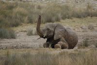 Etosha Nationalpark (26) &ndash; &copy; Susanne Schirmann (Eberhardt TRAVEL)