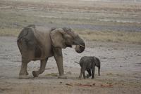 Etosha Nationalpark (27) &ndash; &copy; Susanne Schirmann (Eberhardt TRAVEL)