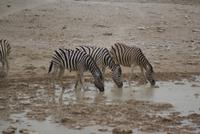 Etosha Nationalpark (30) &ndash; &copy; Susanne Schirmann (Eberhardt TRAVEL)