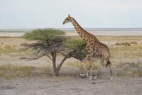 Etosha Nationalpark (31) &ndash; &copy; Susanne Schirmann (Eberhardt TRAVEL)