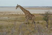Etosha Nationalpark (32) &ndash; &copy; Susanne Schirmann (Eberhardt TRAVEL)