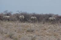 Etosha Nationalpark (36) &ndash; &copy; Susanne Schirmann (Eberhardt TRAVEL)