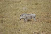 Pumba &ndash; &copy; Susanne Schirmann (Eberhardt TRAVEL)