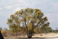 Namibia &ndash; &copy; Susanne Schirmann (Eberhardt TRAVEL)