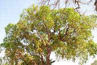 falscher Mopane &ndash; &copy; Susanne Schirmann (Eberhardt TRAVEL)