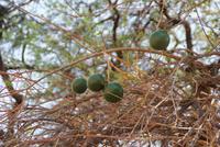 Monkey Orange &ndash; &copy; Susanne Schirmann (Eberhardt TRAVEL)