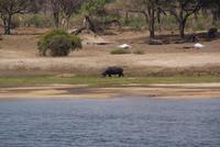 Hippo &ndash; &copy; Susanne Schirmann (Eberhardt TRAVEL)