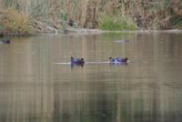 Hippos &ndash; &copy; Susanne Schirmann (Eberhardt TRAVEL)