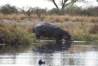 Flusspferd (2) &ndash; &copy; Susanne Schirmann (Eberhardt TRAVEL)