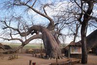 Affenbrotbaum &ndash; &copy; Susanne Schirmann (Eberhardt TRAVEL)