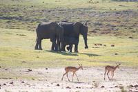 Safari im Chobe Nationalpark (4) &ndash; &copy; Susanne Schirmann (Eberhardt TRAVEL)