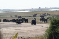 Safari im Chobe Nationalpark (6) &ndash; &copy; Susanne Schirmann (Eberhardt TRAVEL)