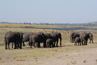 Safari im Chobe Nationalpark (10) &ndash; &copy; Susanne Schirmann (Eberhardt TRAVEL)