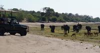 Safari im Chobe Nationalpark (11) &ndash; &copy; Susanne Schirmann (Eberhardt TRAVEL)