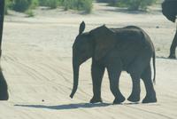 Safari im Chobe Nationalpark (12) &ndash; &copy; Susanne Schirmann (Eberhardt TRAVEL)