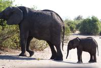 Safari im Chobe Nationalpark (13) &ndash; &copy; Susanne Schirmann (Eberhardt TRAVEL)