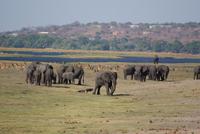 Safari im Chobe Nationalpark (17) &ndash; &copy; Susanne Schirmann (Eberhardt TRAVEL)