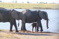 Safari im Chobe Nationalpark (20) &ndash; &copy; Susanne Schirmann (Eberhardt TRAVEL)