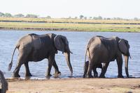 Safari im Chobe Nationalpark (21) &ndash; &copy; Susanne Schirmann (Eberhardt TRAVEL)
