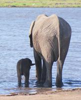 Safari im Chobe Nationalpark (23) &ndash; &copy; Susanne Schirmann (Eberhardt TRAVEL)