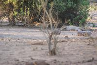 Safari im Chobe Nationalpark (29) &ndash; &copy; Susanne Schirmann (Eberhardt TRAVEL)