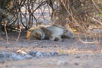 Lionking &ndash; &copy; Susanne Schirmann (Eberhardt TRAVEL)