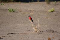 Bienenfresser (3) &ndash; &copy; Susanne Schirmann (Eberhardt TRAVEL)