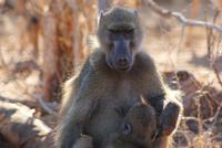 Paviane (2) &ndash; &copy; Susanne Schirmann (Eberhardt TRAVEL)