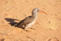 Hornbill (3)