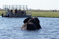 Chobe River Safari (6) &ndash; &copy; Susanne Schirmann (Eberhardt TRAVEL)