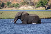 Chobe River Safari (9) &ndash; &copy; Susanne Schirmann (Eberhardt TRAVEL)