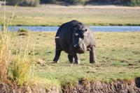 Chobe River Safari (31) &ndash; &copy; Susanne Schirmann (Eberhardt TRAVEL)