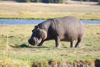 Chobe River Safari (32) &ndash; &copy; Susanne Schirmann (Eberhardt TRAVEL)