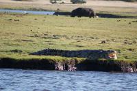 Chobe River Safari (33) &ndash; &copy; Susanne Schirmann (Eberhardt TRAVEL)