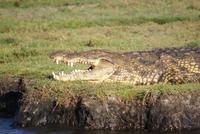 Chobe River Safari (36) &ndash; &copy; Susanne Schirmann (Eberhardt TRAVEL)