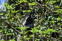Arusha Guereza &ndash; &copy; Hubert Lücker (Eberhardt TRAVEL)