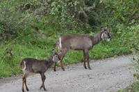 Arusha Wasserböcke &ndash; &copy; Hubert Lücker (Eberhardt TRAVEL)