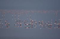 Manyara Flamingos &ndash; &copy; Hubert Lücker (Eberhardt TRAVEL)